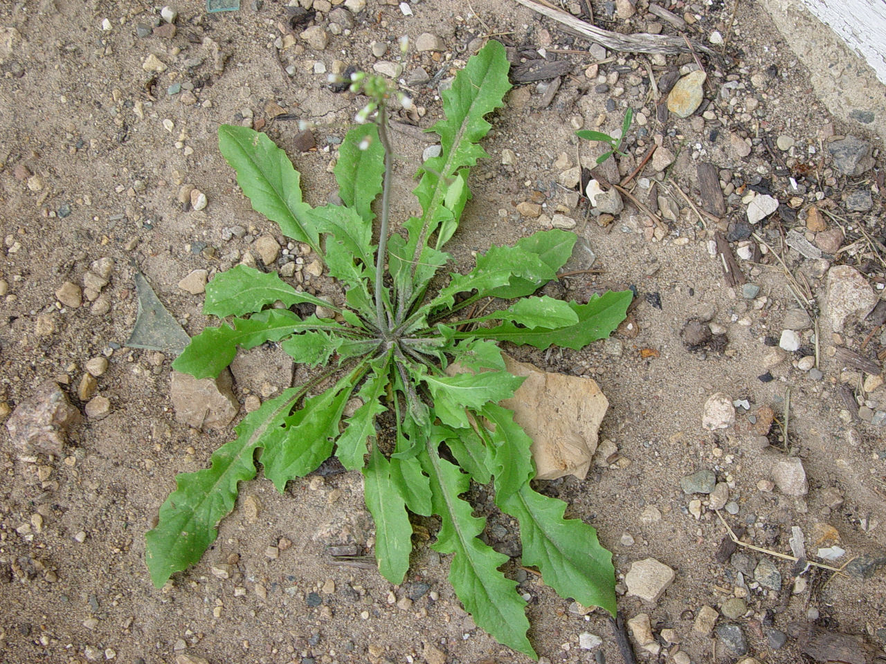 Sherpherd's purse Rosette